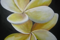 Frangipani